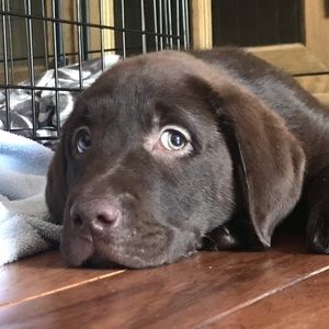 Meet your Posher, Emy